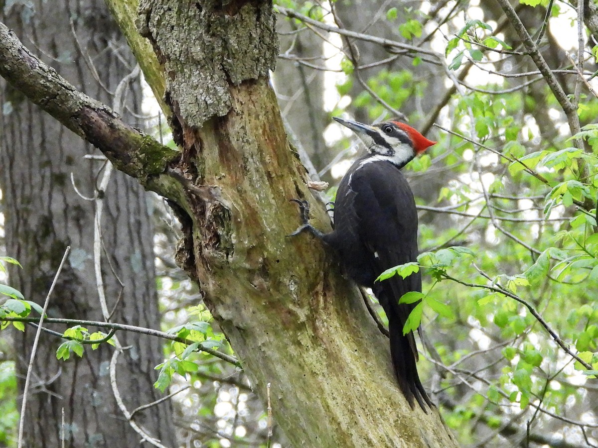 Pileated Woodpecker - ML153065151