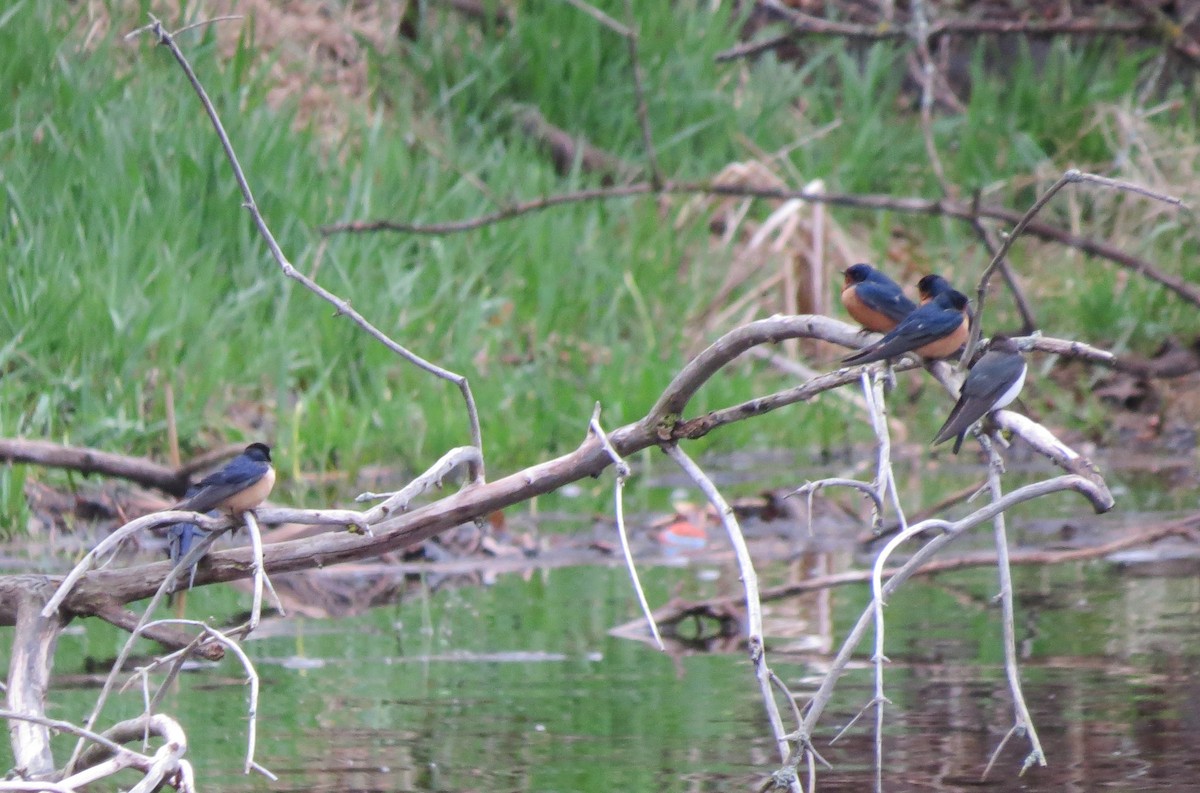 Barn Swallow - ML153065261