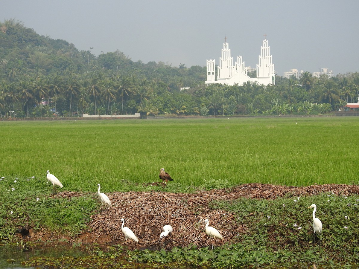 Little Egret - ML153065311