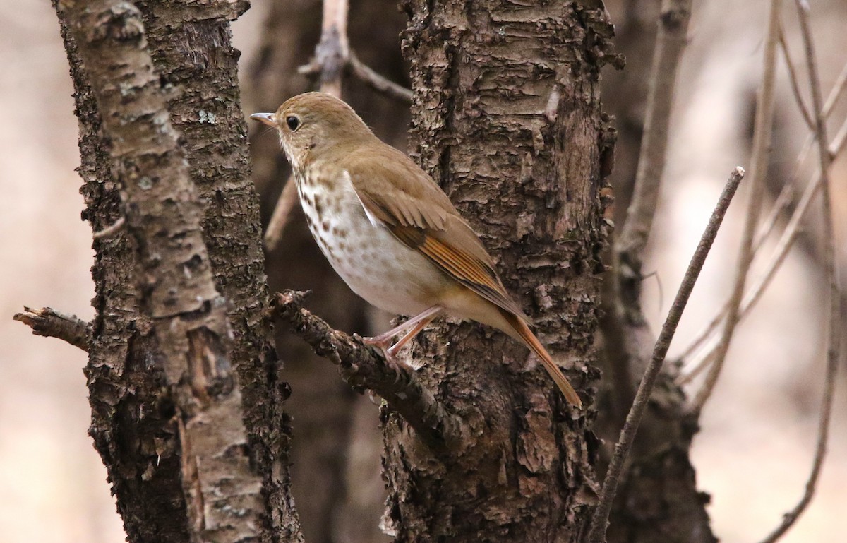 Hermit Thrush - ML153065441