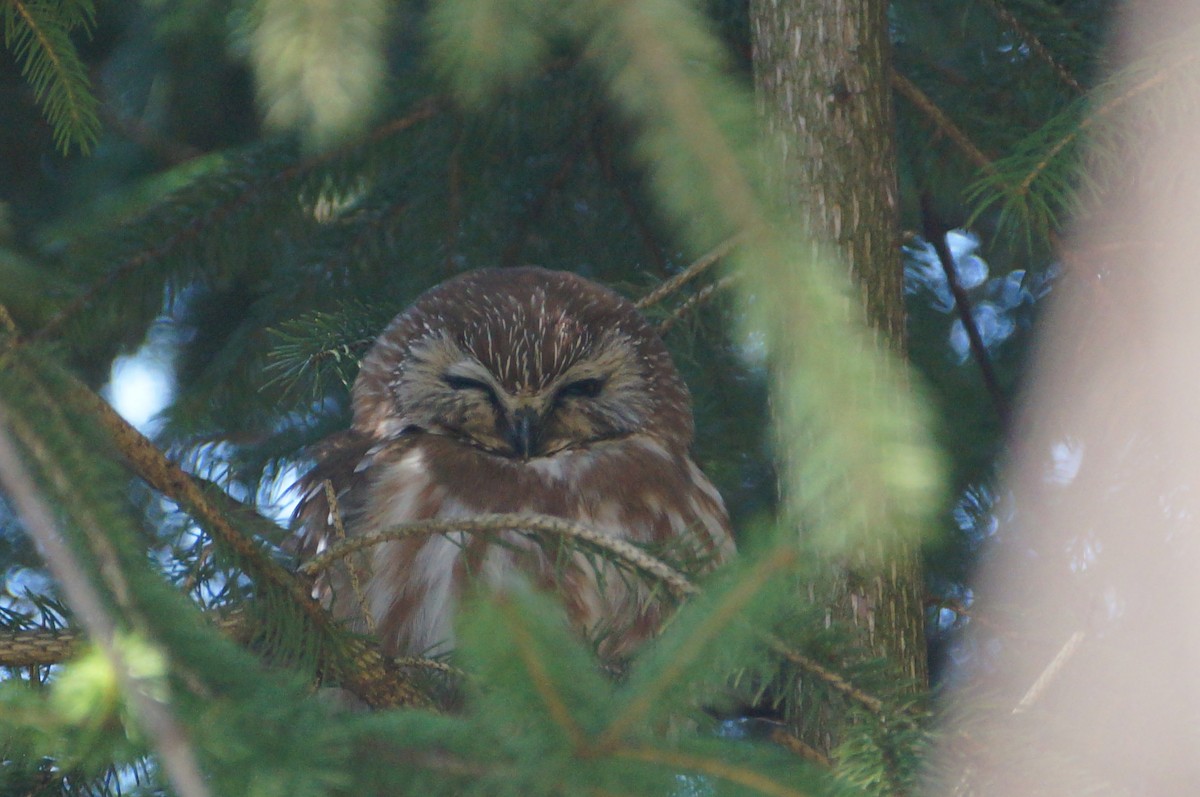 Northern Saw-whet Owl - ML153065471