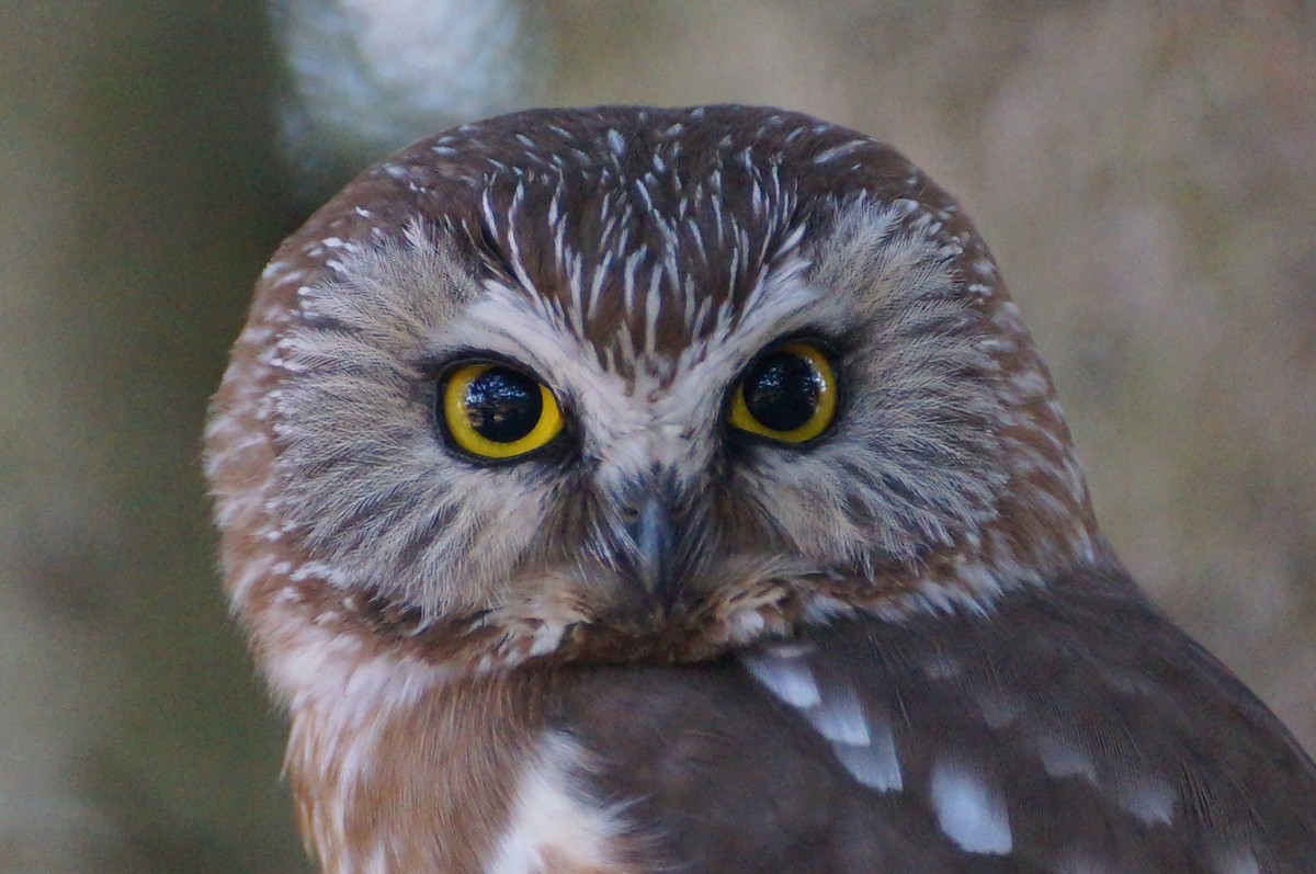 Northern Saw-whet Owl - ML153065501