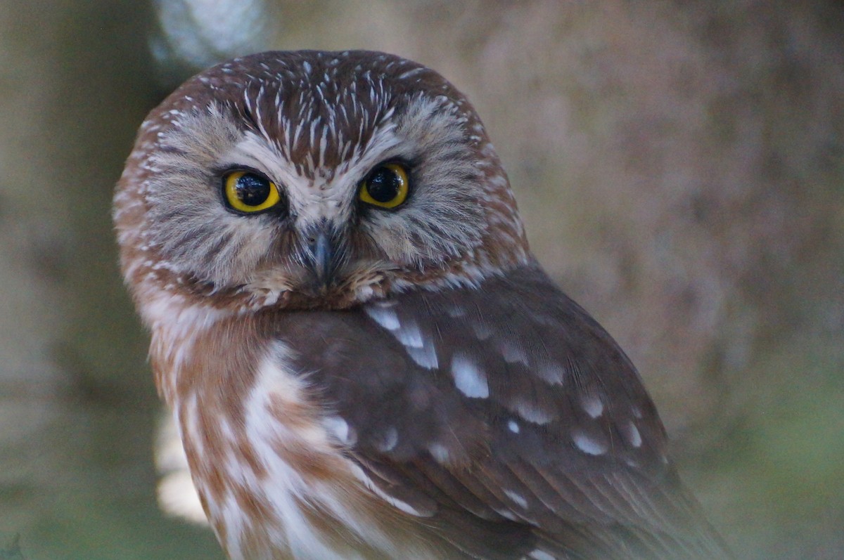 Northern Saw-whet Owl - ML153065531