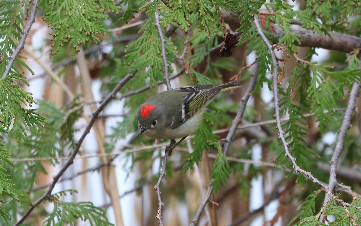 Ruby-crowned Kinglet - ML153065551