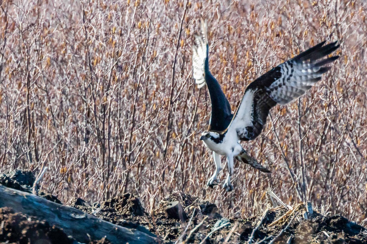 Águila Pescadora - ML153065601