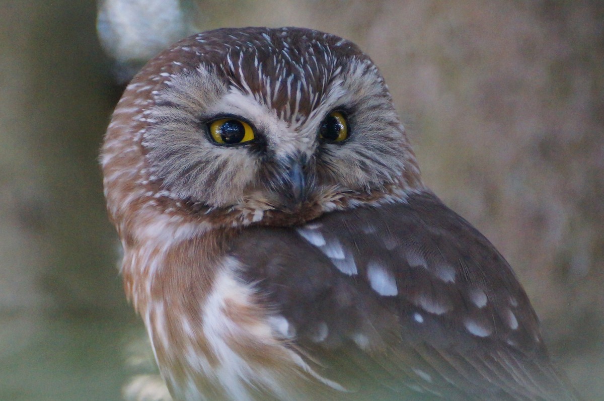 Northern Saw-whet Owl - ML153065741