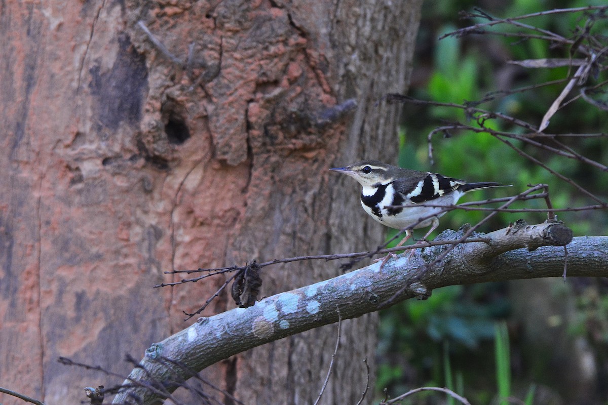 Forest Wagtail - ML153065771