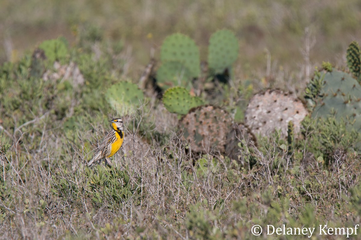 Eastern Meadowlark - ML153065871