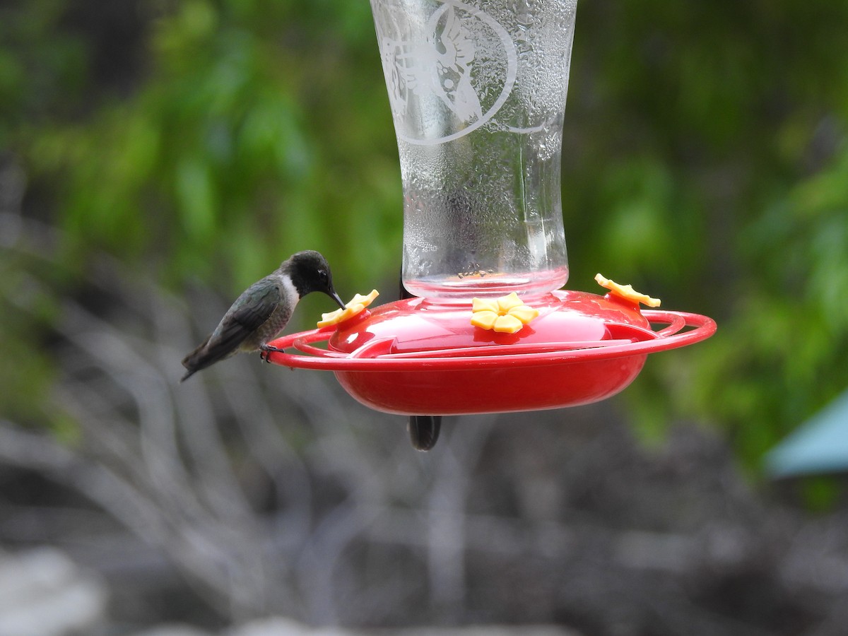 Colibri à gorge noire - ML153066081