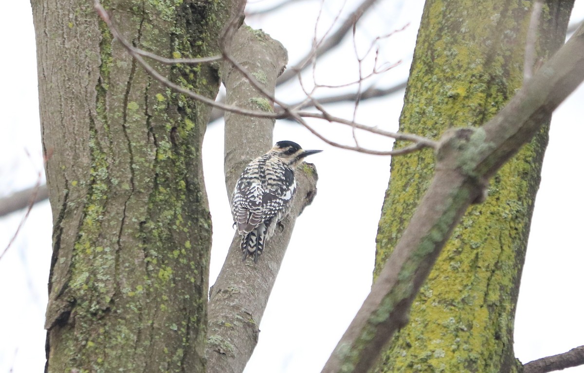 Yellow-bellied Sapsucker - ML153066491