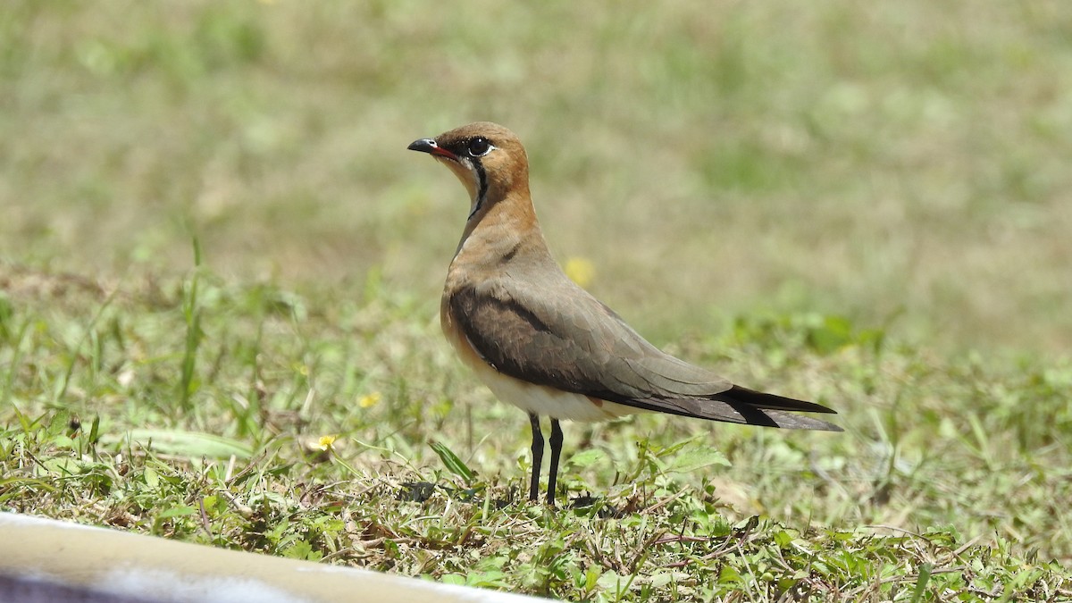 Oriental Pratincole - ML153066551