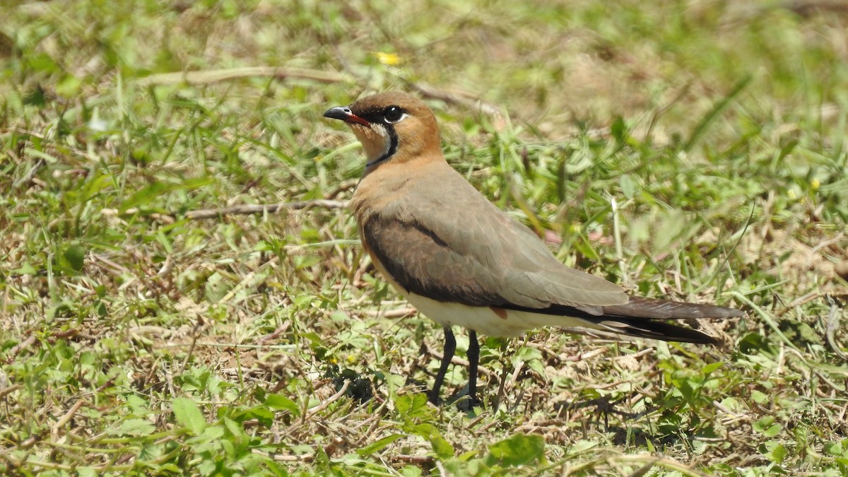 Oriental Pratincole - ML153066581