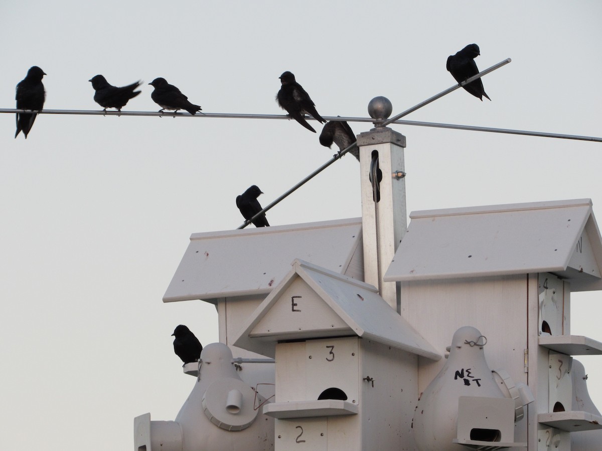 Purple Martin - ML153066631