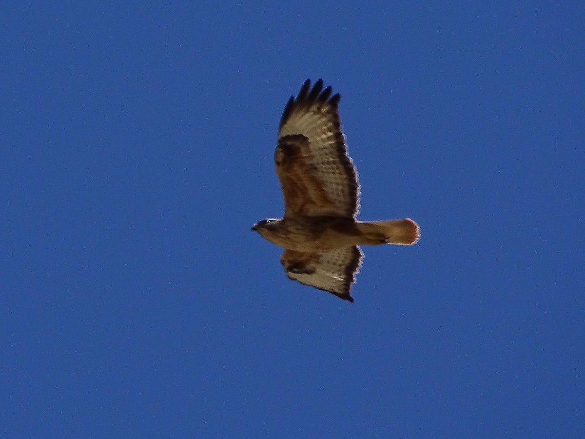 Long-legged Buzzard - ML153066711