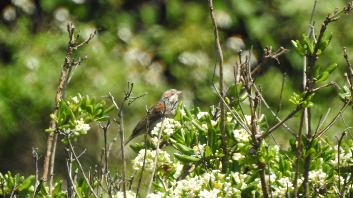 Chestnut-eared Bunting - ML153066741