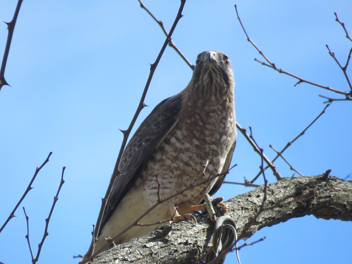 Breitflügelbussard - ML153067041