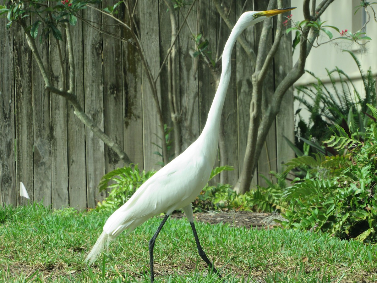 Great Egret - ML153067061