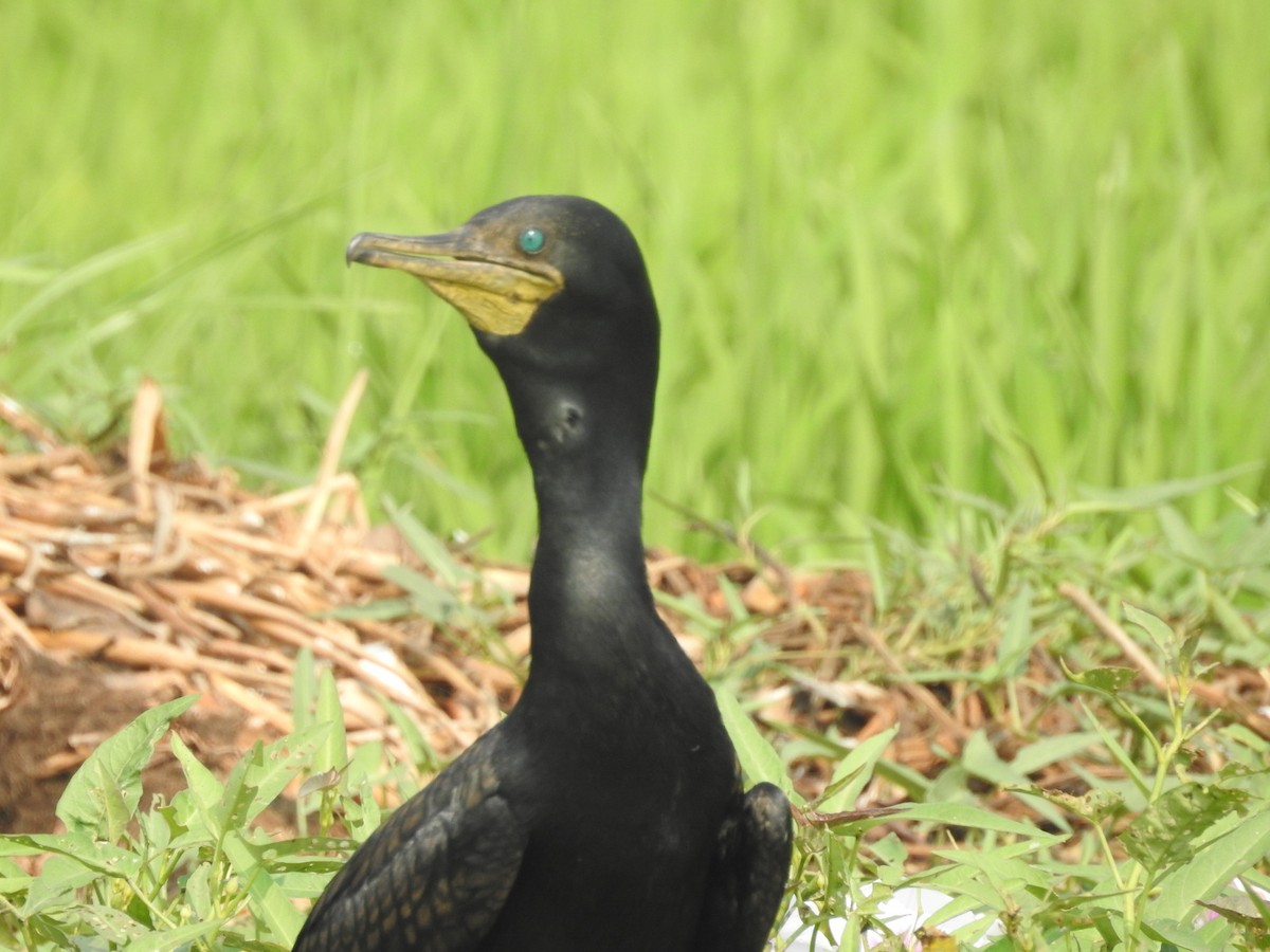 Indian Cormorant - ML153067191