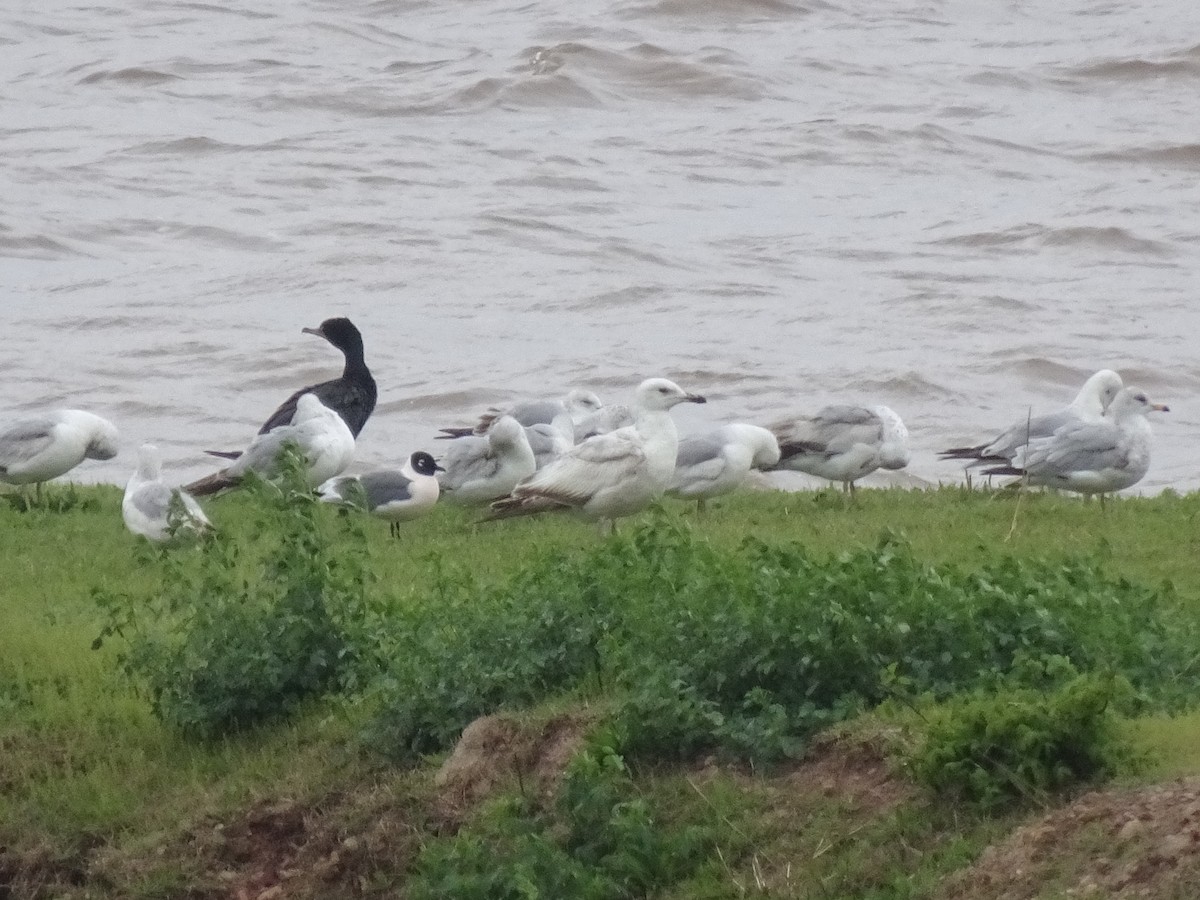 gull sp. - Scott Loss