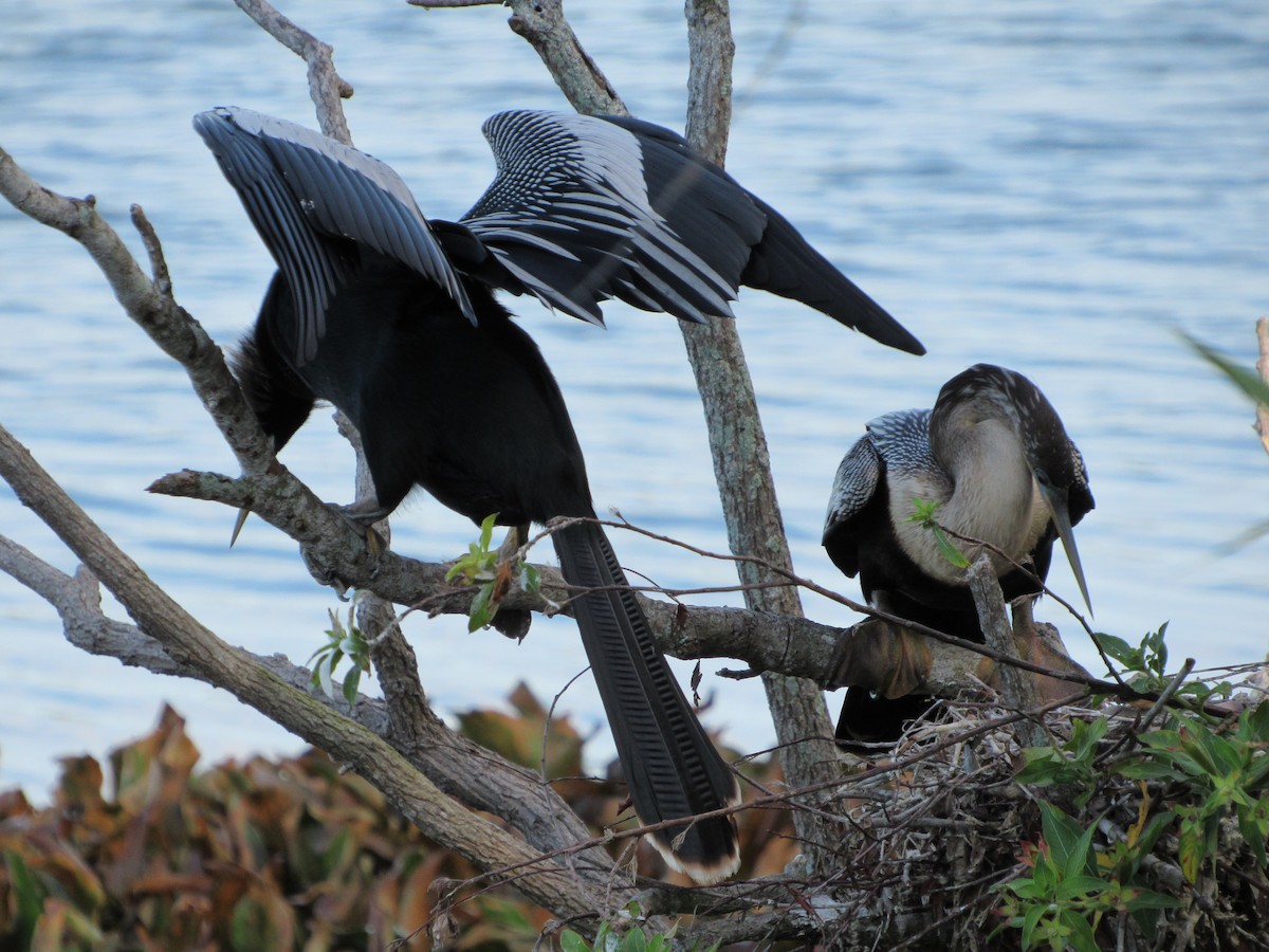 Anhinga - ML153067491