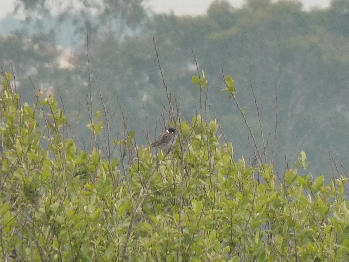 Reed Bunting - ML153067641