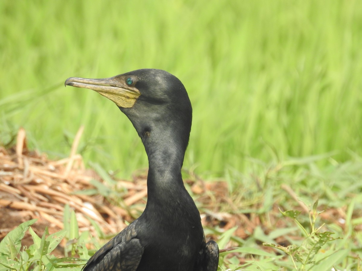 Cormoran à cou brun - ML153067651