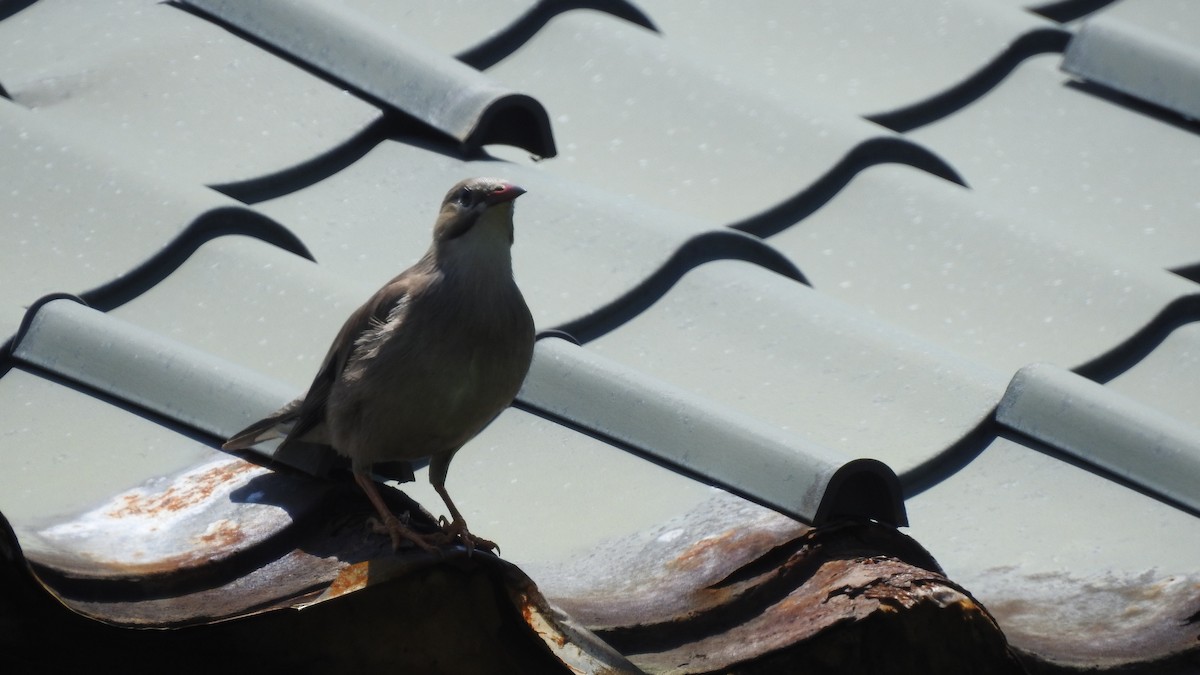 Red-billed Starling - ML153067671