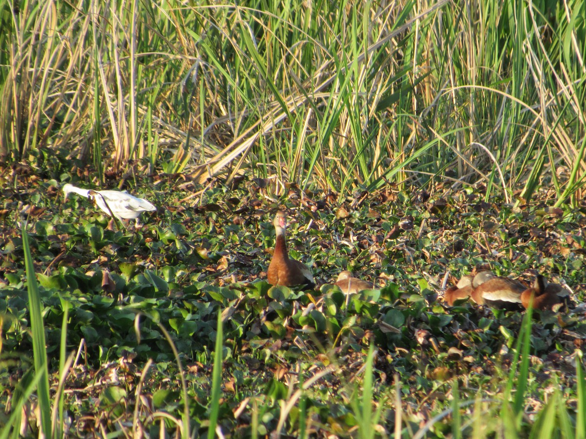 Black-bellied Whistling-Duck - ML153067681