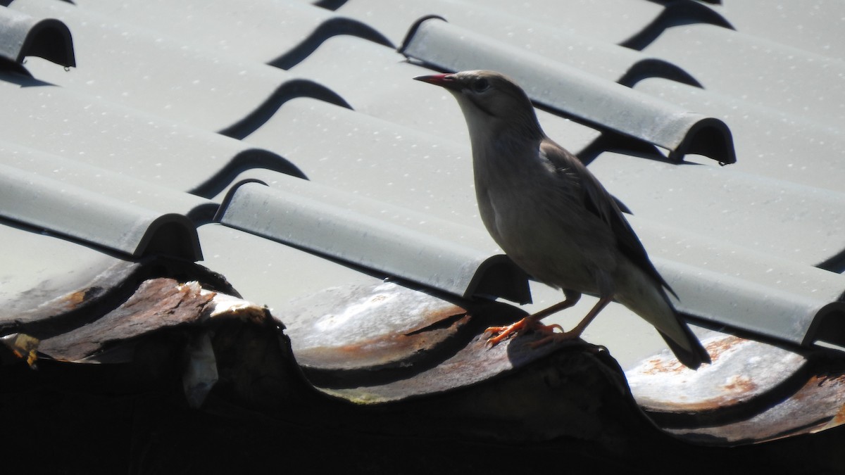 Red-billed Starling - ML153067691