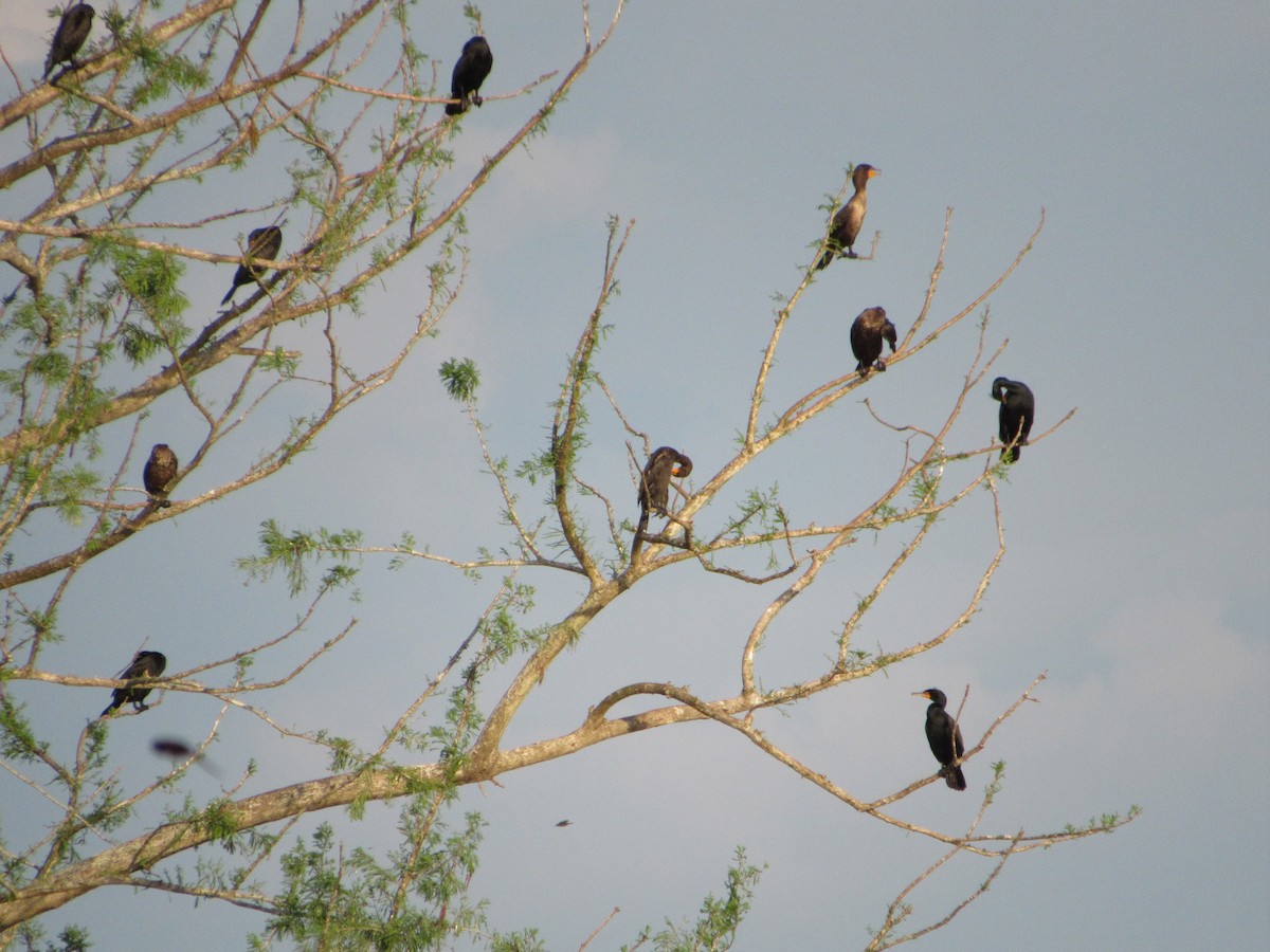 Cormoran à aigrettes - ML153067721