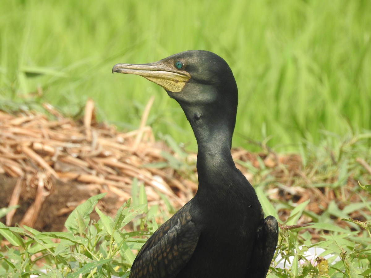 Indian Cormorant - ML153067771