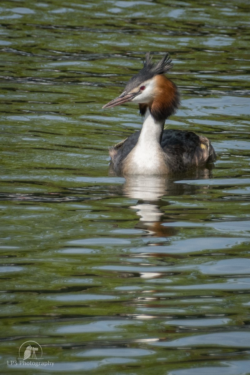 Great Crested Grebe - ML153067791