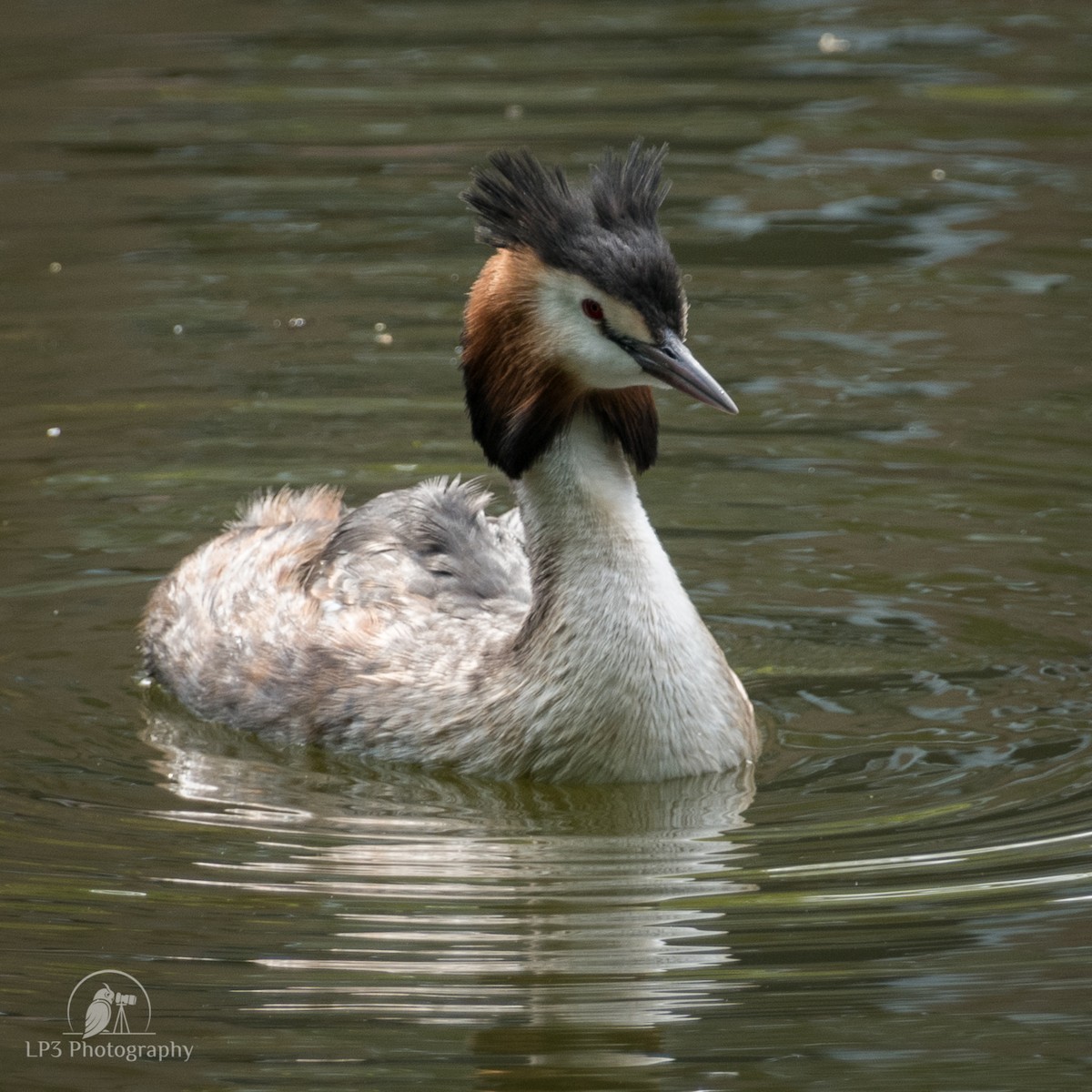 Great Crested Grebe - ML153067801