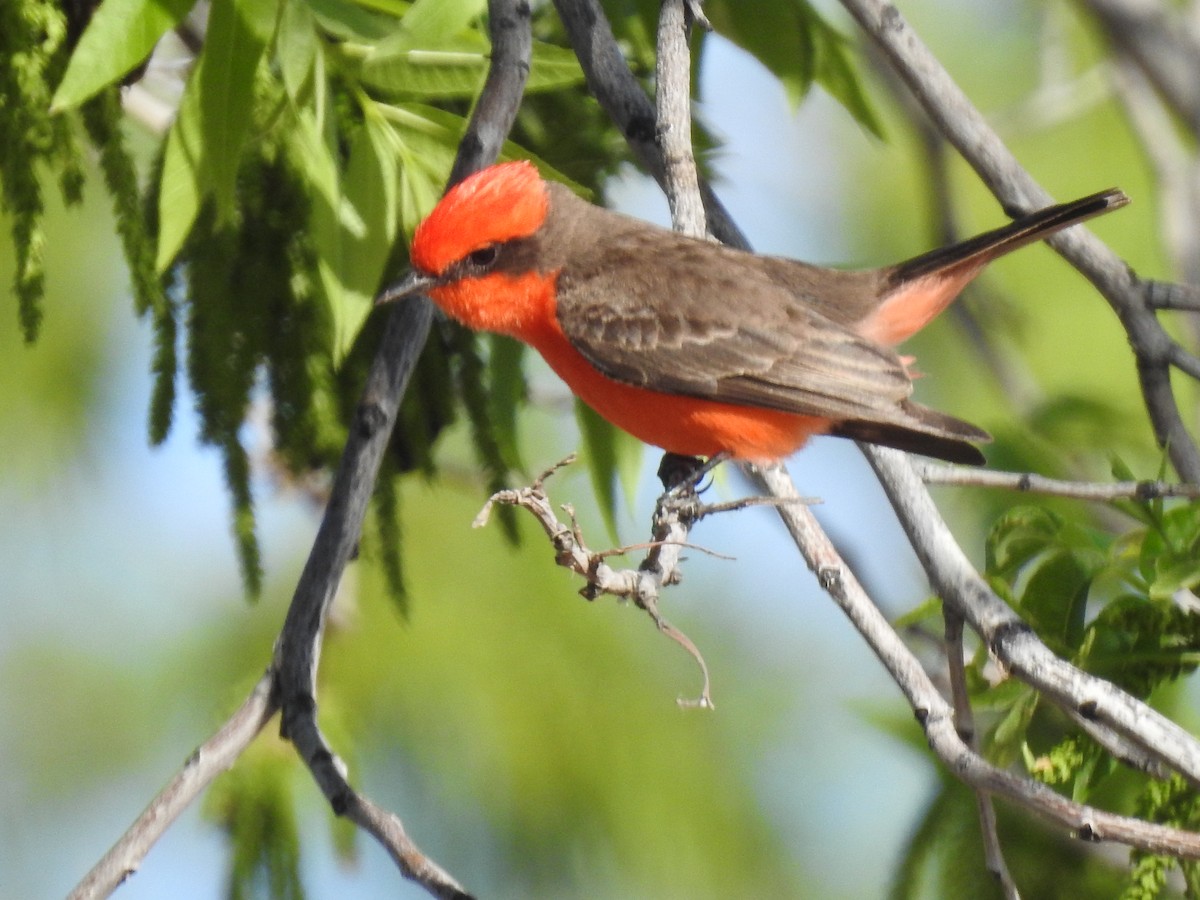 Vermilion Flycatcher - ML153067851