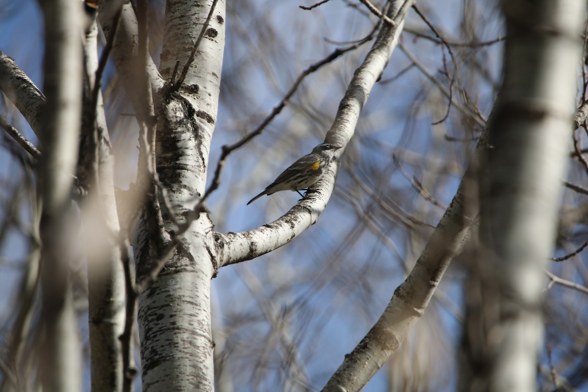 Yellow-rumped Warbler (Myrtle) - ML153067901