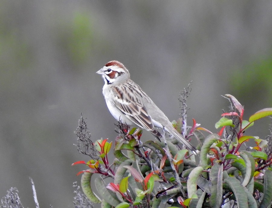 Lark Sparrow - ML153068011