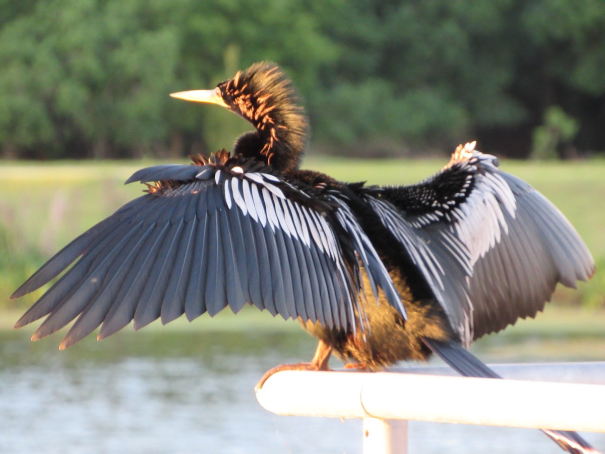 Amerika-Schlangenhalsvogel - ML153068041