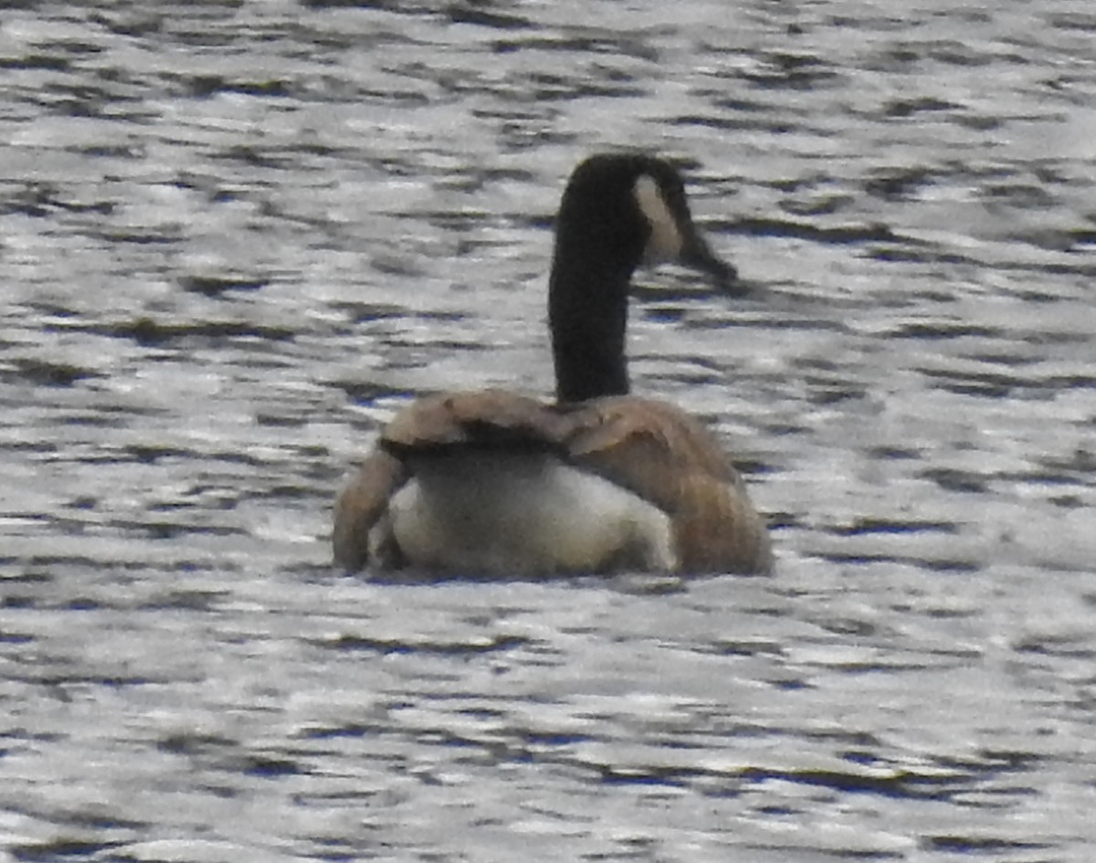 Canada Goose - ML153068081