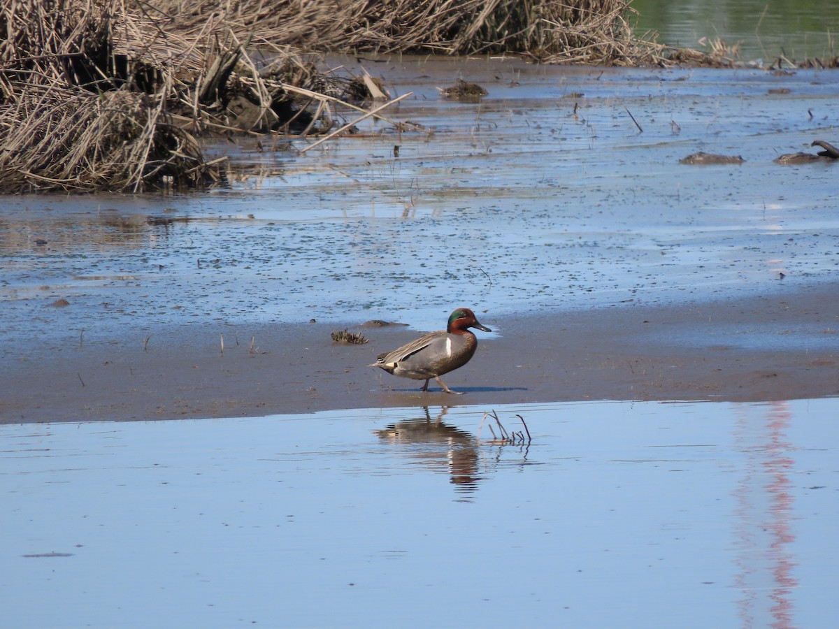 Green-winged Teal - Rick Wright