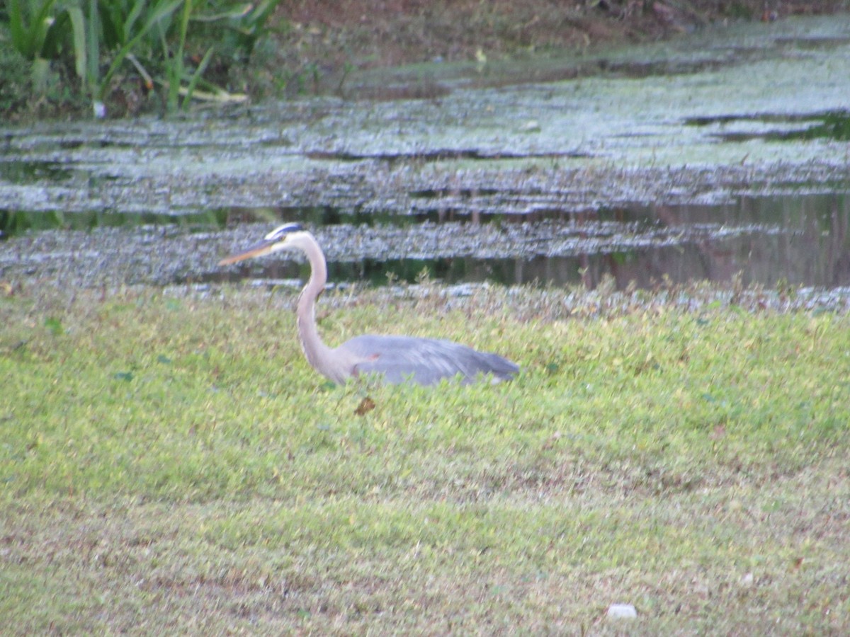 Garza Azulada - ML153068111