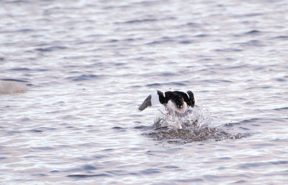 Bufflehead - ML153068141