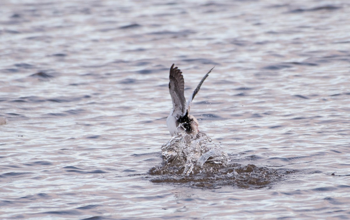 Bufflehead - ML153068161