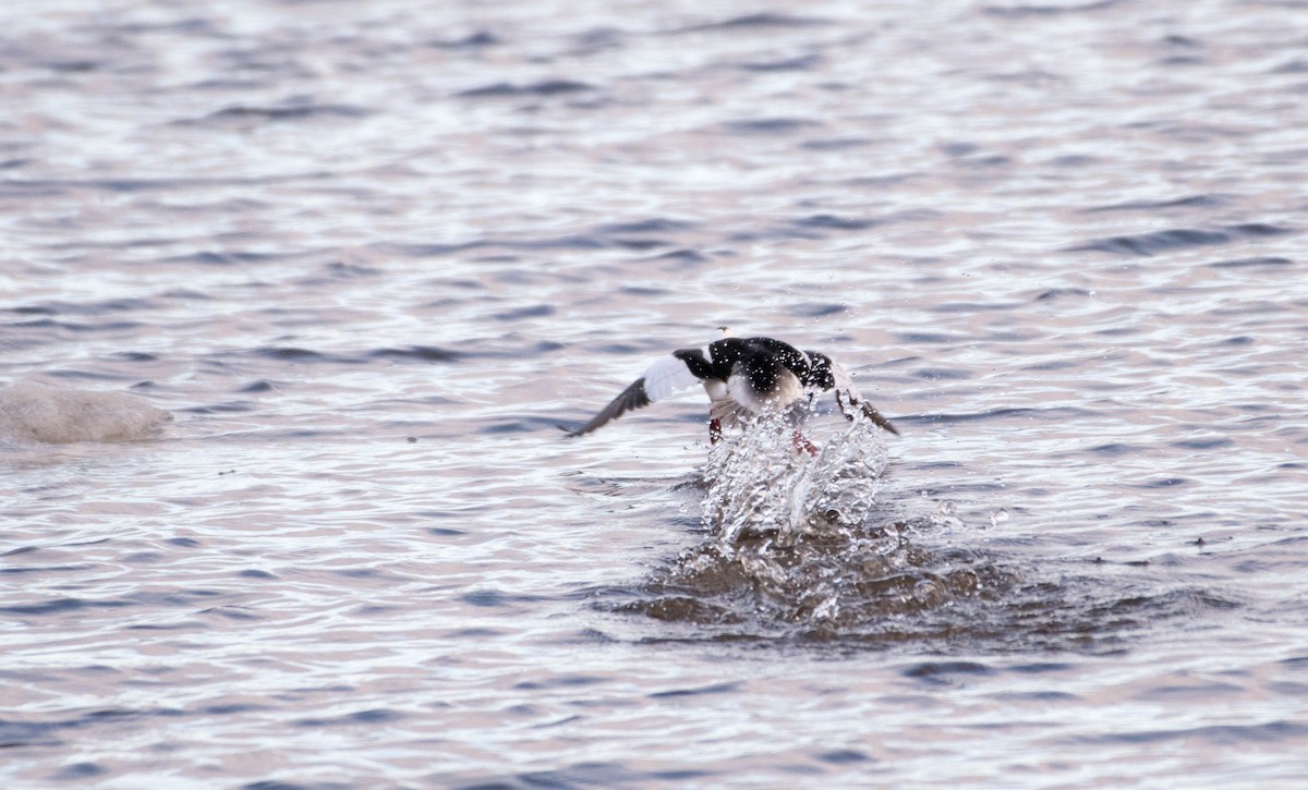 Bufflehead - ML153068171