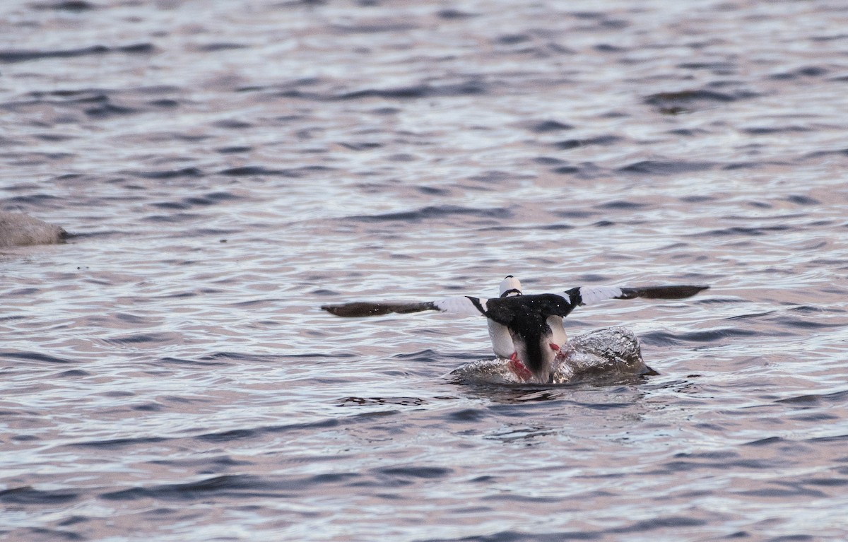 Bufflehead - ML153068181