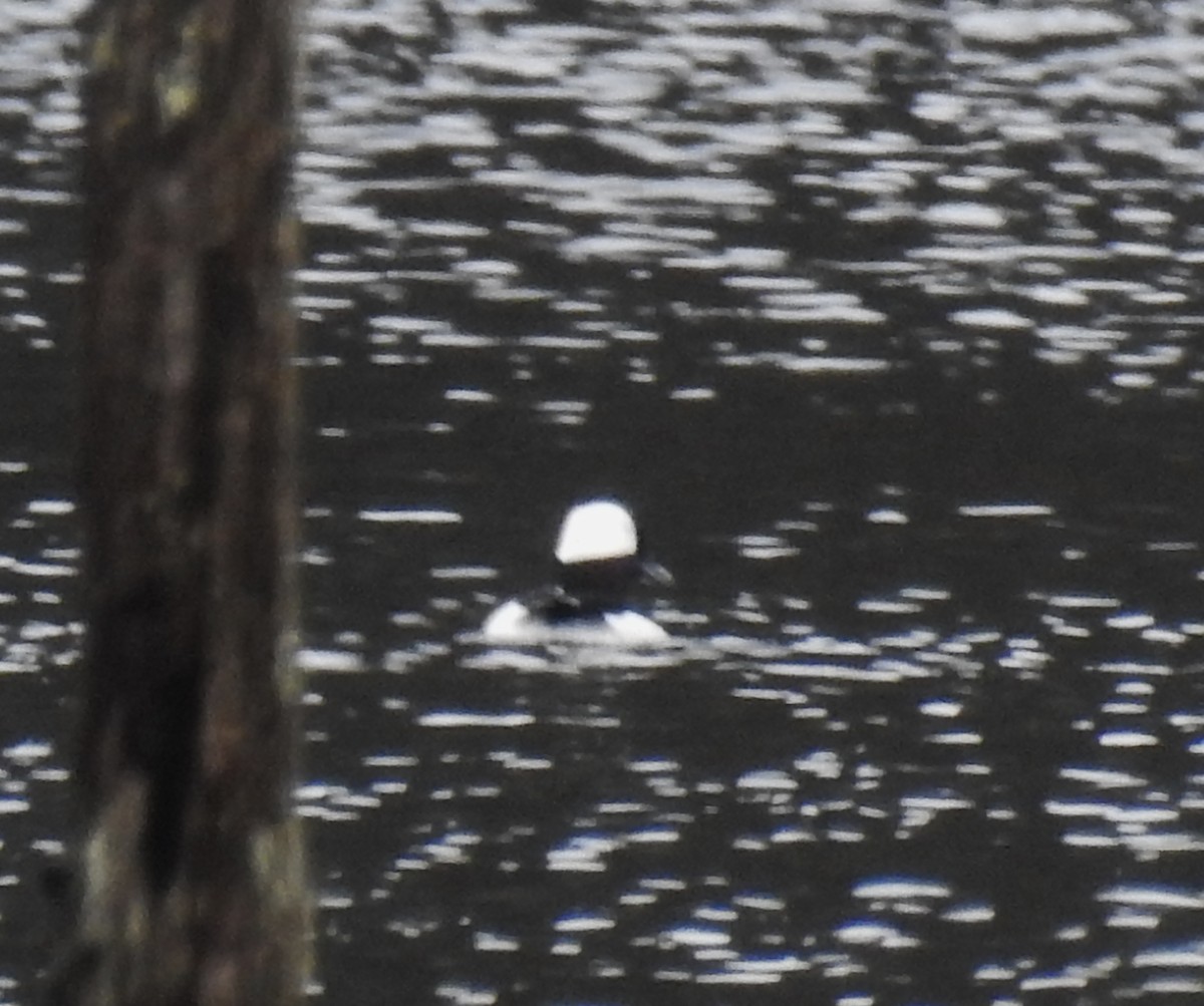 Bufflehead - ML153068201