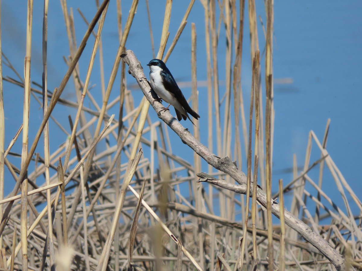 Tree Swallow - Rick Wright