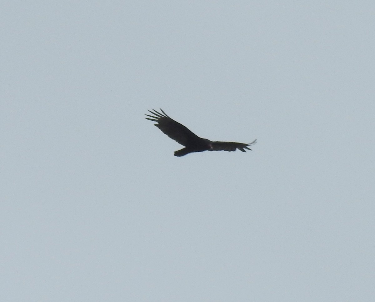 Turkey Vulture - ML153068341