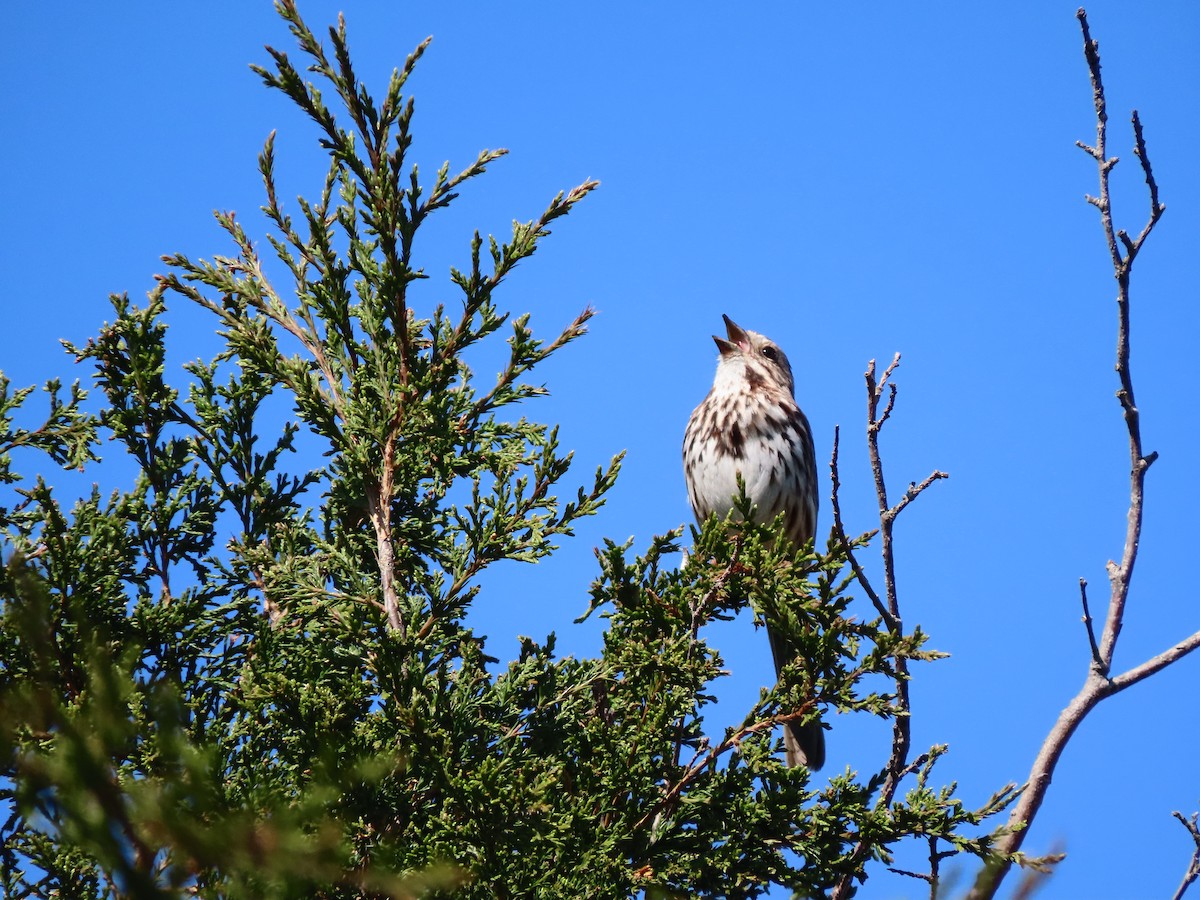 Song Sparrow - ML153068351