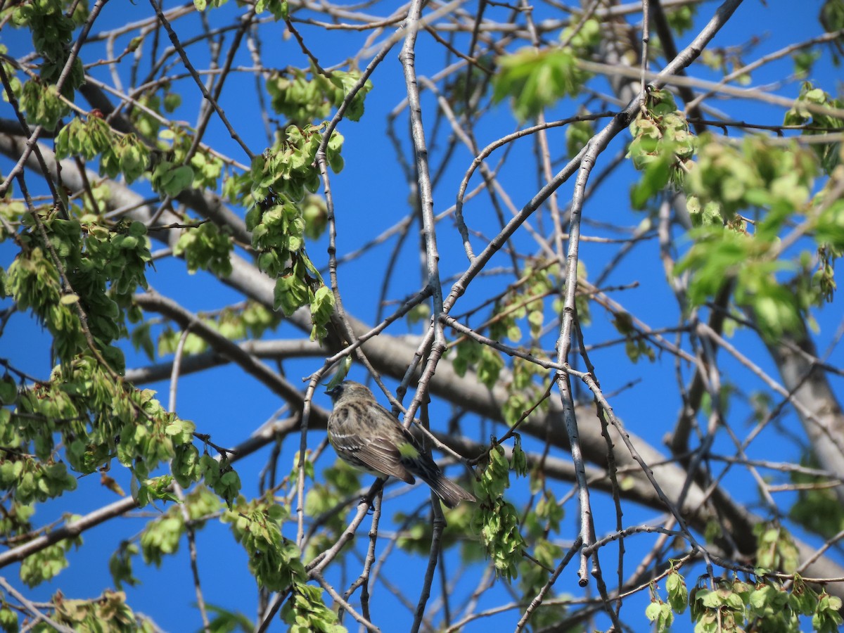 lesňáček žlutoskvrnný (ssp. coronata) - ML153068451