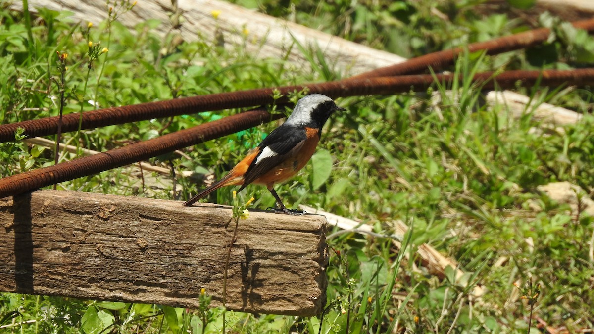 Daurian Redstart - ML153068661